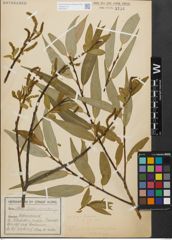 Foto von Salix fragilis L. x Salix triandra L.